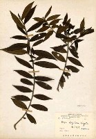 Eurya strigillosa Collection Image, Figure 3, Total 3 Figures